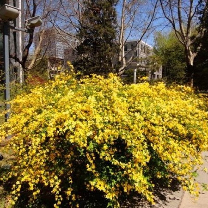 棣棠