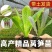 莴笋苗挂丝尖叶秋冬耐寒抗冻地栽苗四季漏天种植蔬菜苗