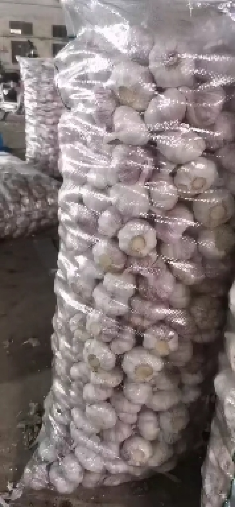 金乡精品大蒜，太空大蒜！诚信互赢！