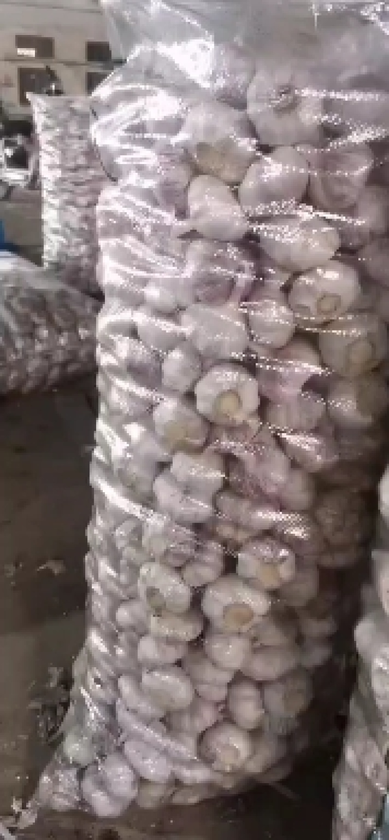 金乡精品大蒜，太空大蒜！诚信互赢！