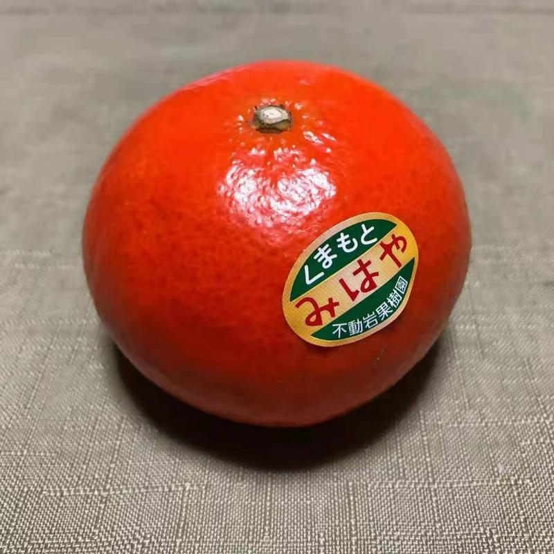 满天红柑橘