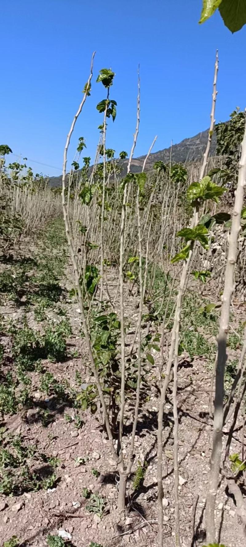 干桑叶丝，大量供应中，货源充足，欢迎来电咨询