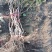 葡萄树1.5~2m
