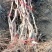 葡萄树1.5~2m