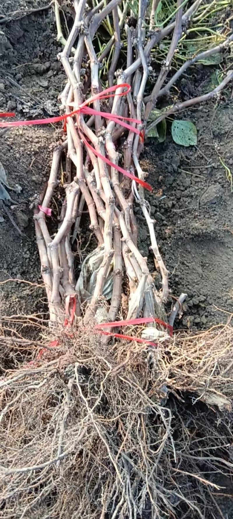 巨峰葡萄苗110~150cm3年