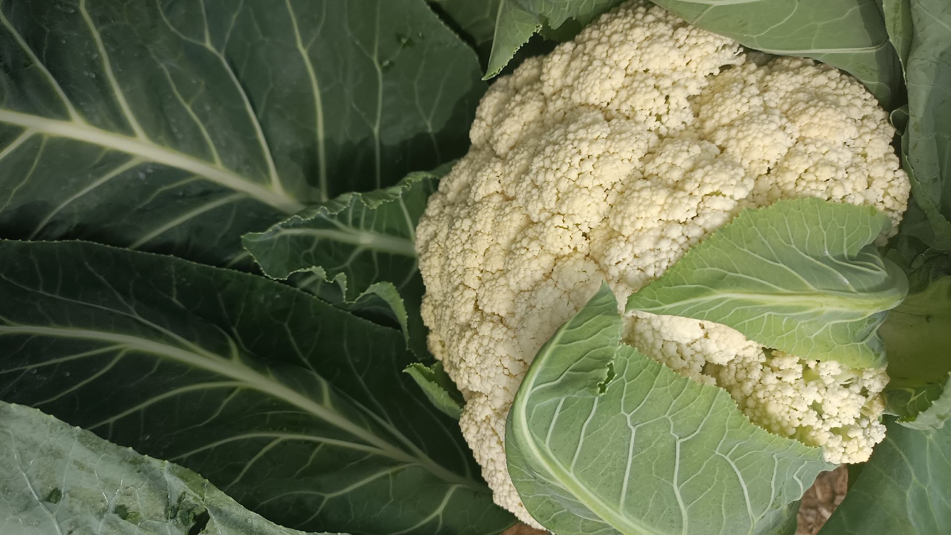 松花菜外观特写