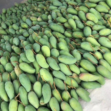 云南精品大金煌贵妃各种芒果