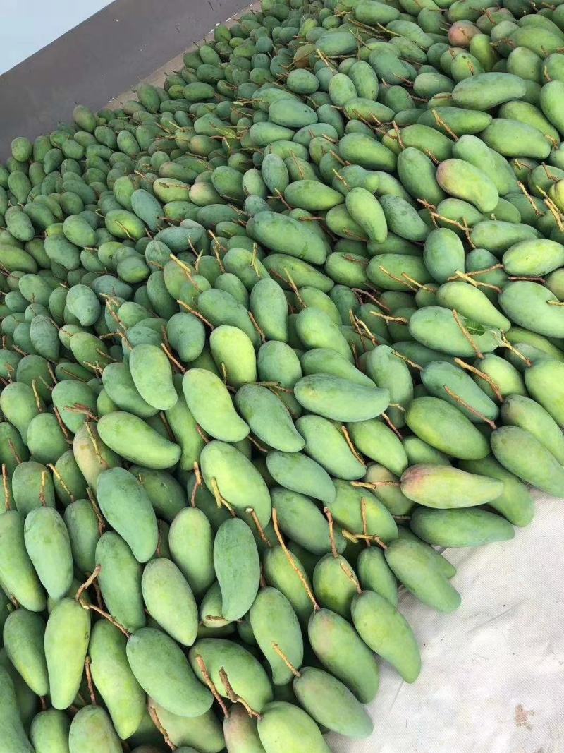 云南精品大金煌贵妃各种芒果