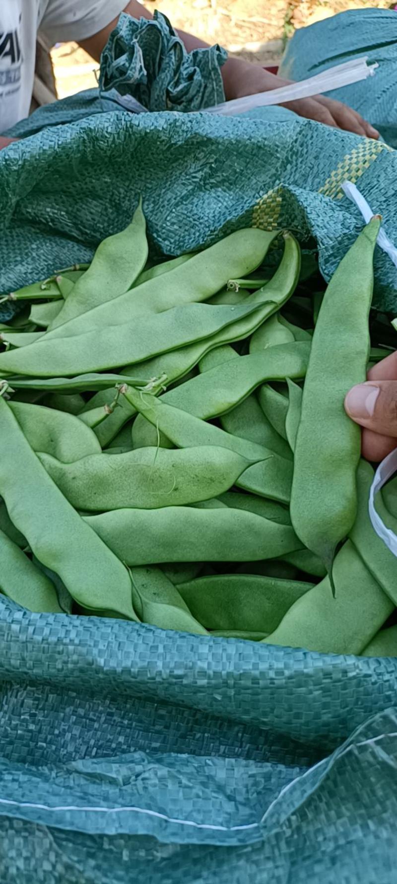 云南保山精品一点红油豆角对接全国市场量大从优欢迎采购热卖