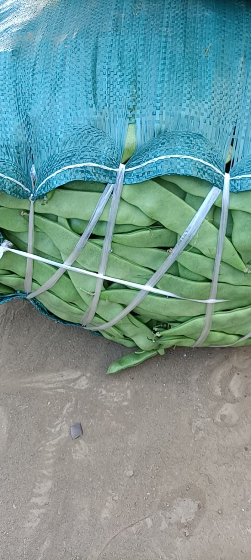 云南保山精品一点红油豆角对接全国市场量大从优欢迎采购热卖