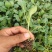 优质精品白花苗疏菜苗批发抗寒易成活现挖现发欢迎采购
