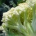 优质精品白花苗疏菜苗批发抗寒易成活现挖现发欢迎采购