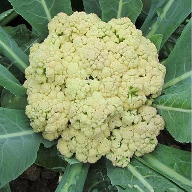优质精品白花苗疏菜苗批发抗寒易成活现挖现发欢迎采购
