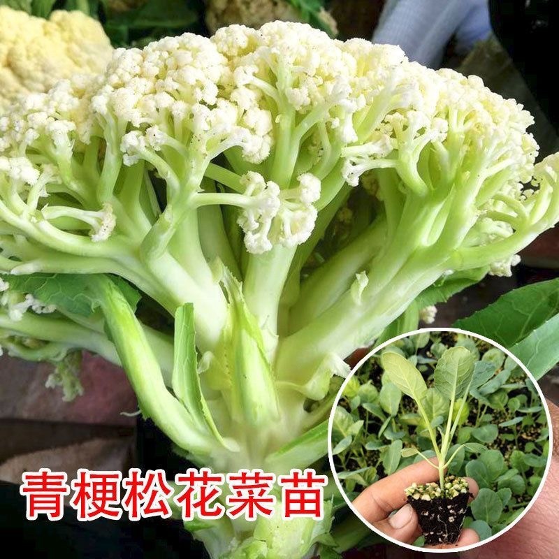优质精品白花苗疏菜苗批发抗寒易成活现挖现发欢迎采购