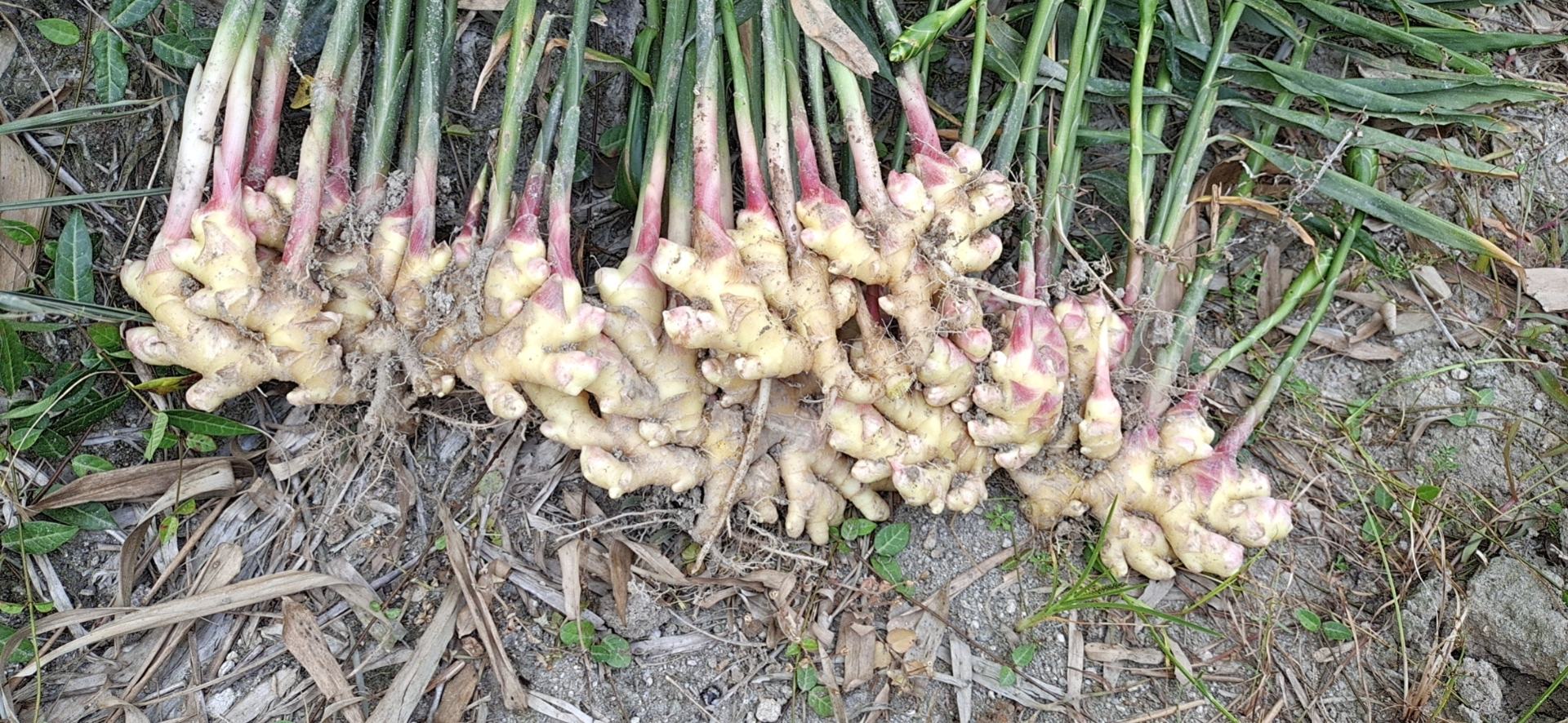 野生黄姜植株与新鲜根茎特写