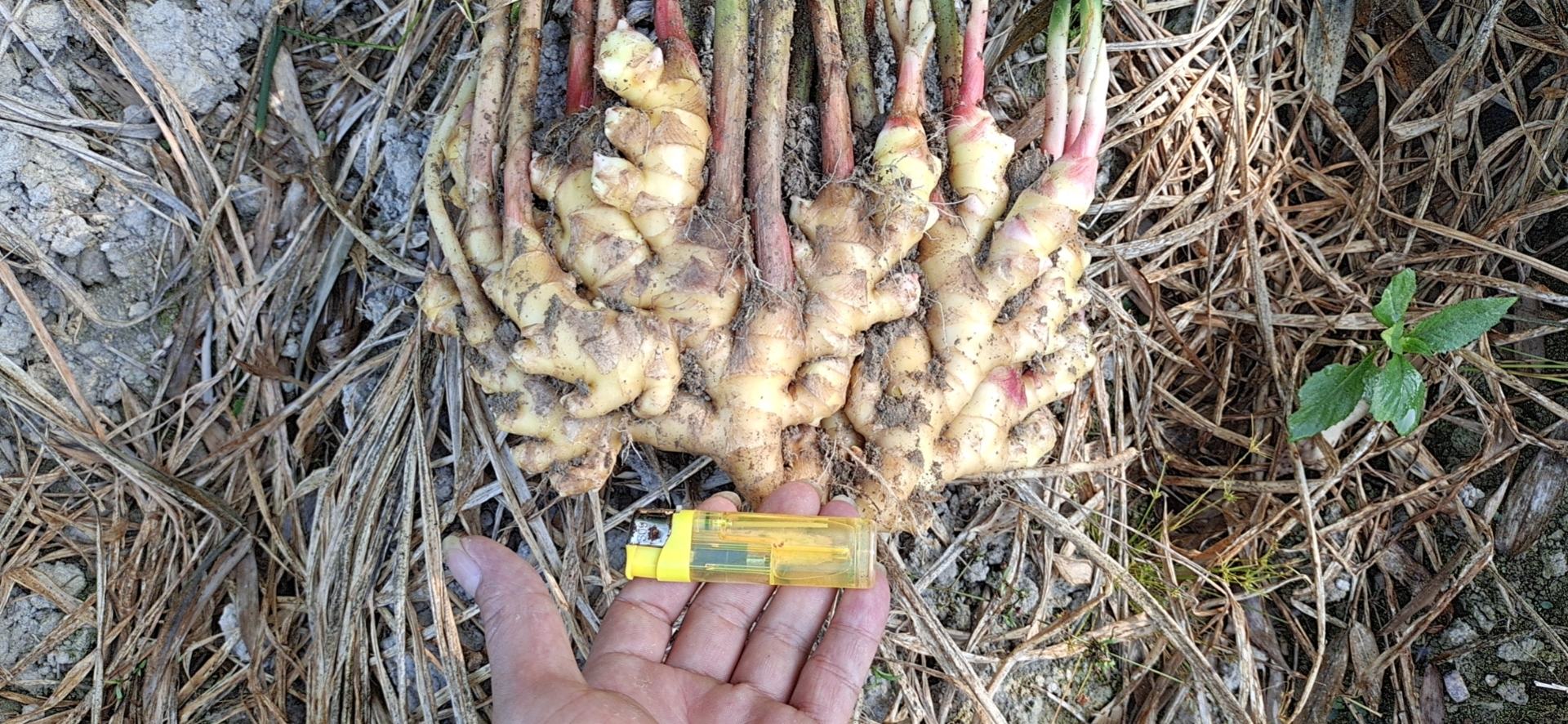 小黄姜与姜黄植物对比图