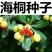 海桐种子海桐球种子海桐树种子海桐花种子海桐花苗种