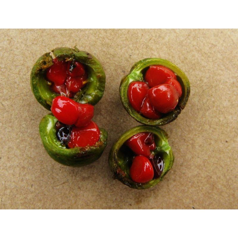 海桐种子海桐球种子海桐树种子海桐花种子海桐花苗种
