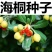海桐种子海桐球种子海桐树种子海桐花种子海桐花苗种