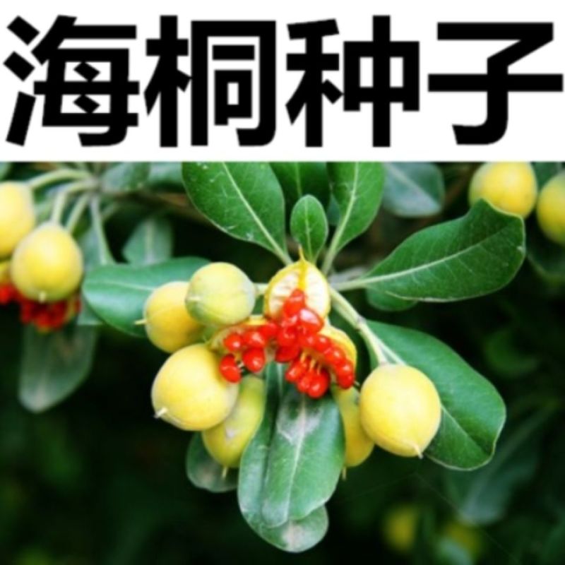 海桐种子海桐球种子海桐树种子海桐花种子海桐花苗种