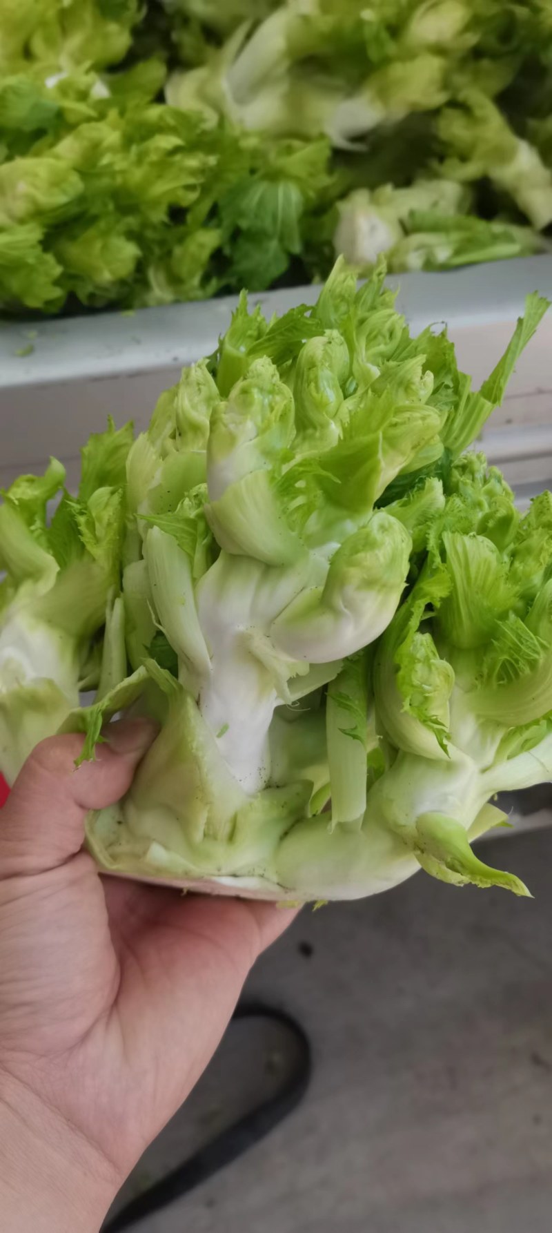儿菜