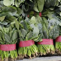 山西精品菠菜大量有货产地直供量大从优价格实惠