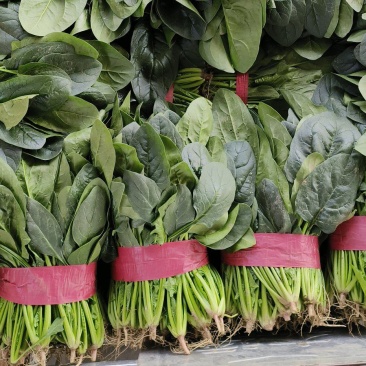 山西精品菠菜大量有货产地直供量大从优价格实惠