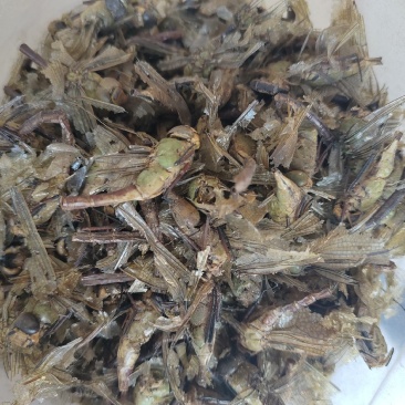 蜻蜓，中药材蜻蜓欢迎采购一手货源量大从优