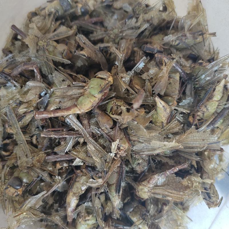 蜻蜓，中药材蜻蜓欢迎采购一手货源量大从优