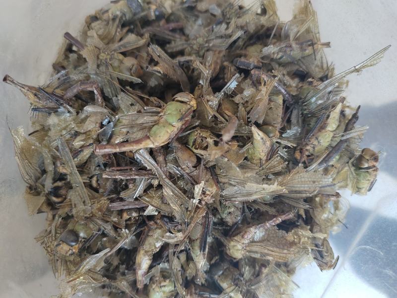 蜻蜓，中药材蜻蜓欢迎采购一手货源量大从优