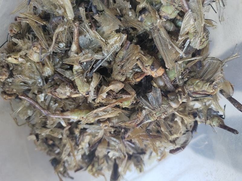蜻蜓，中药材蜻蜓欢迎采购一手货源量大从优