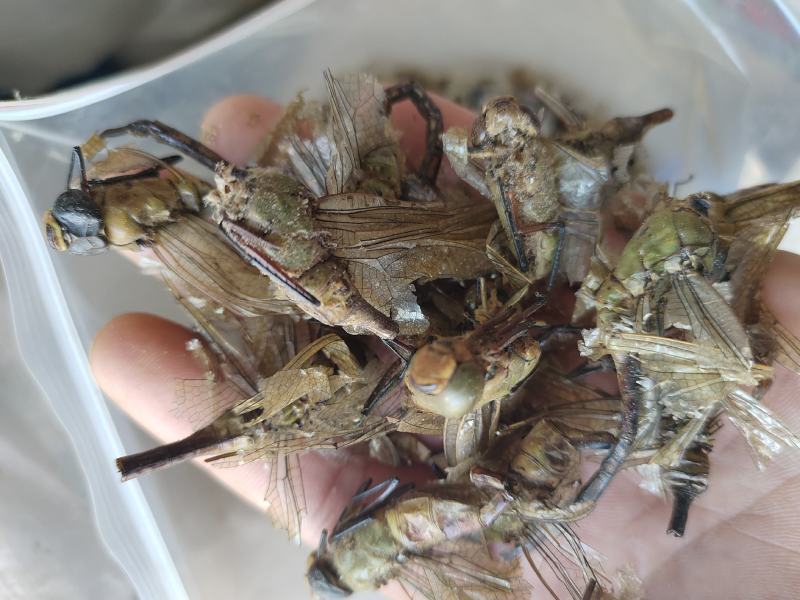 蜻蜓，中药材蜻蜓欢迎采购一手货源量大从优