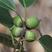 新采收橡树种子青冈橡椀树麻栎橡皮树橡子树籽子栓皮栎种子蒙
