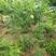 文冠果种子大果景观绿化经济林育苗栽培树种灰色净种子新采种