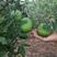 文冠果种子大果景观绿化经济林育苗栽培树种灰色净种子新采种
