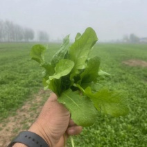 百亩精品荠菜开始上市质量优良，对接商超