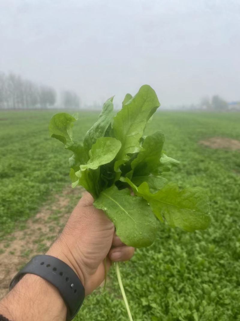 百亩精品荠菜开始上市质量优良，对接商超