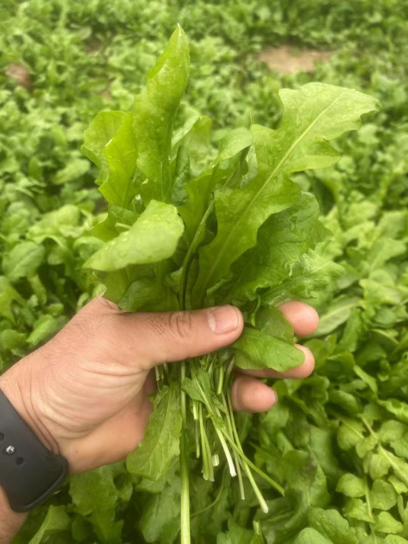 百亩精品荠菜开始上市质量优良，对接商超