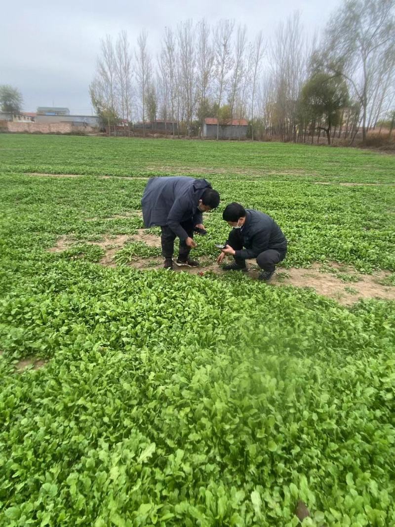 百亩精品荠菜开始上市质量优良，对接商超