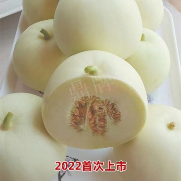 鼎牌爽歪歪甜瓜种子，早熟抗裂，酥脆甜爽多汁，坐果能力强