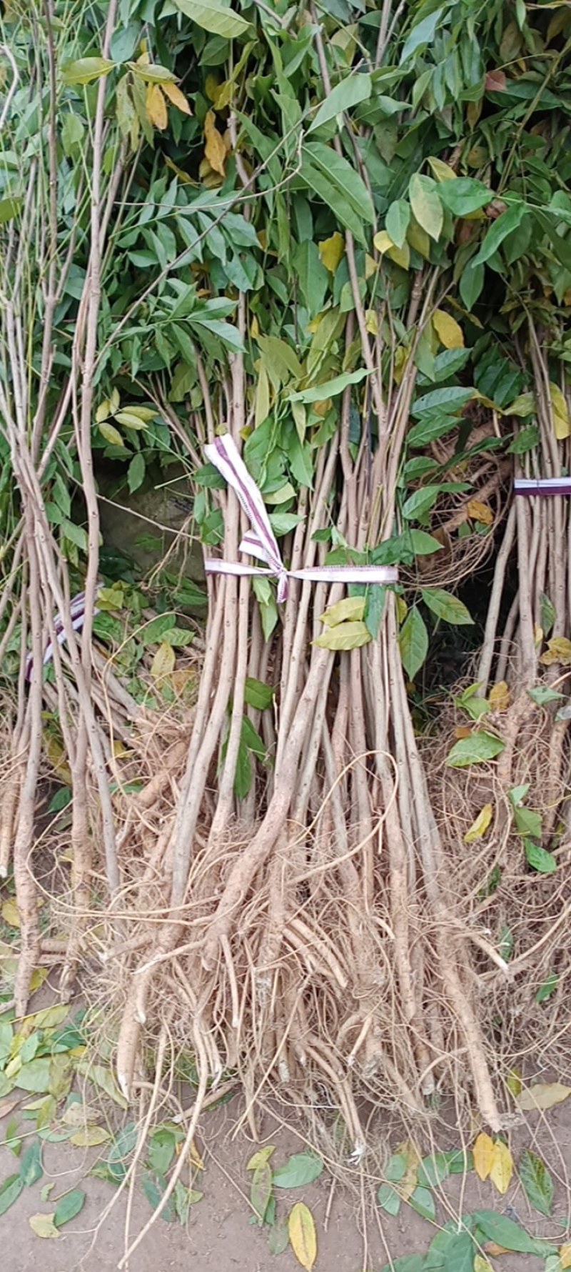 紫藤苗紫藤花紫藤树苗多花紫藤庭院花园开花四季植物爬