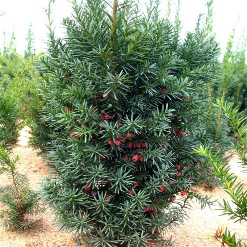 红豆杉种子正宗南方红豆杉陈种子沙藏发芽名贵树种子红豆杉新