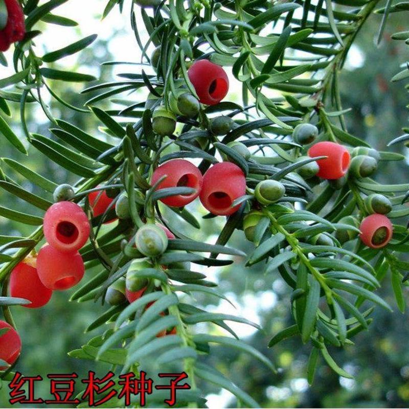 红豆杉种子正宗南方红豆杉陈种子沙藏发芽名贵树种子红豆杉新