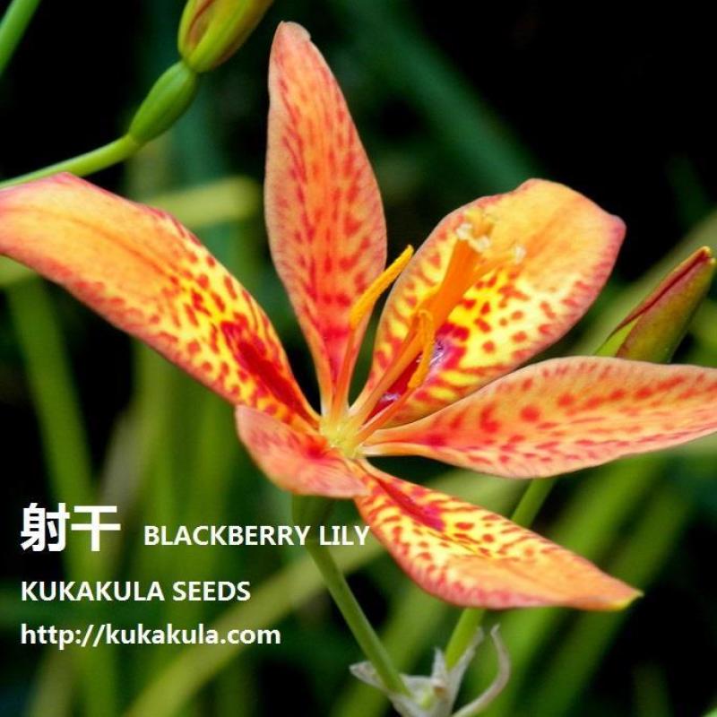 新产射干种子射干籽射干花子种籽测试发芽四季播种