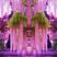 紫藤，多花紫藤，普罗旺斯紫藤花树庭院别墅围墙绿化紫藤