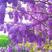 紫藤，多花紫藤，普罗旺斯紫藤花树庭院别墅围墙绿化紫藤