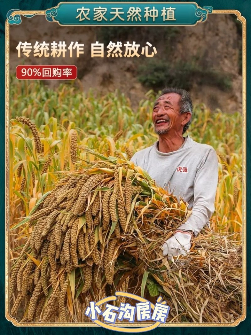 宁夏旱地张杂谷黄小米