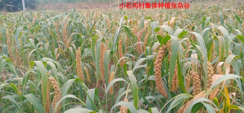 宁夏旱地张杂谷黄小米