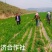 宁夏旱地张杂谷黄小米