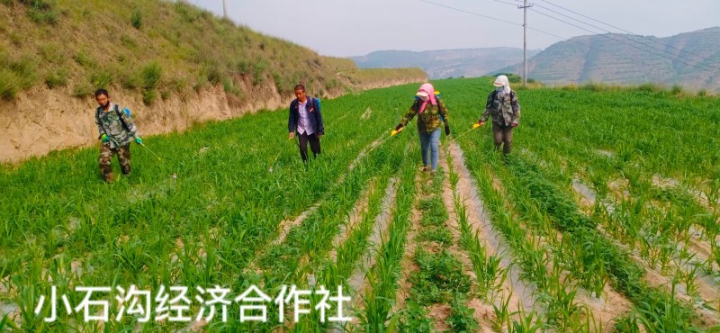 宁夏旱地张杂谷黄小米